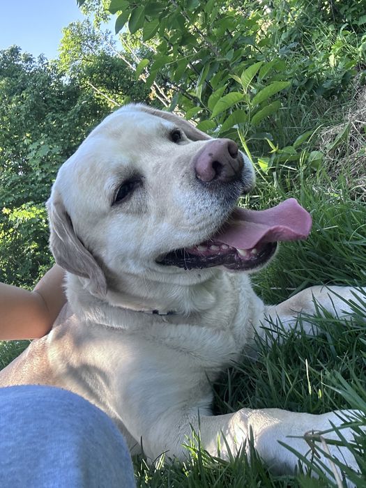 Petsitter Cluj-Napoca