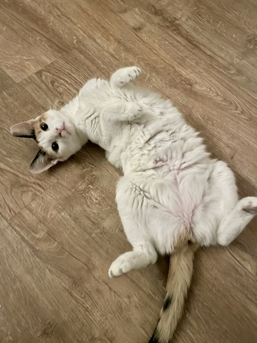 Adoptie pentru Pippa