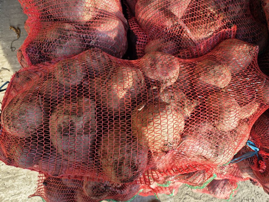 Vând sfeclă roșie