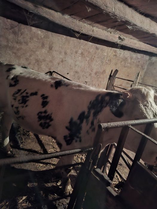 Vând vițică de 2 ani