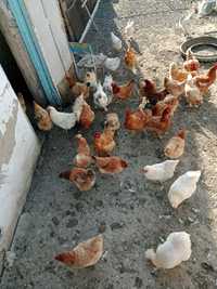 Курицы и петух чисто домашние несушки