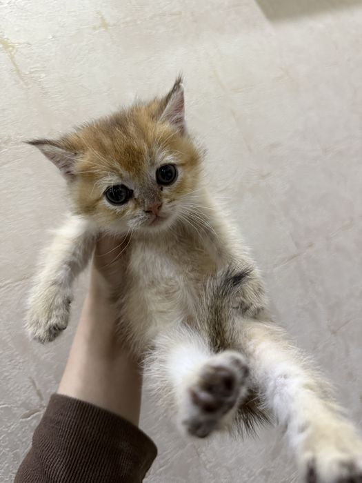 Котята Британская шиншилла