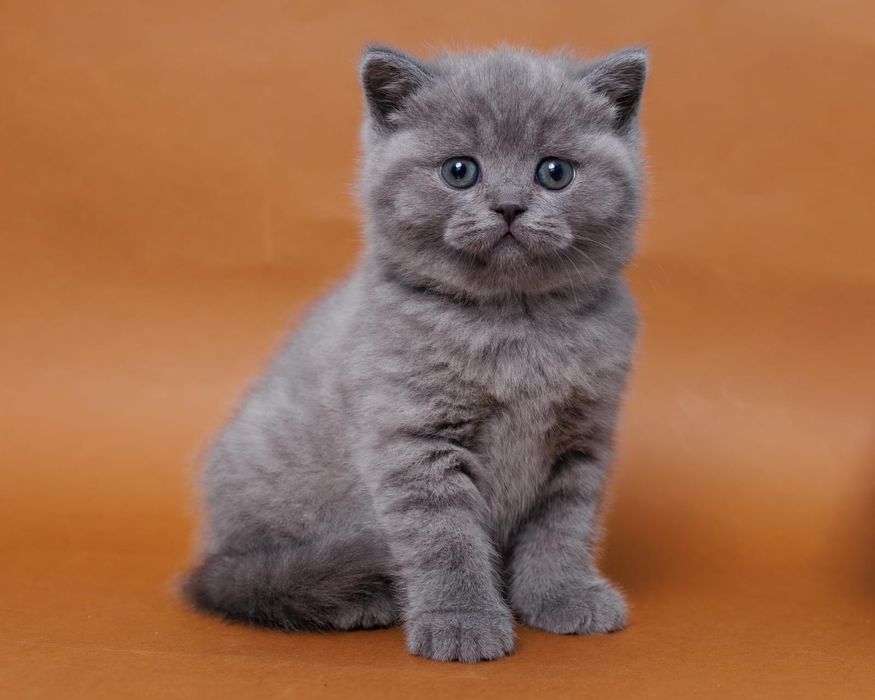 Британские короткошерстные котята голубого окраса