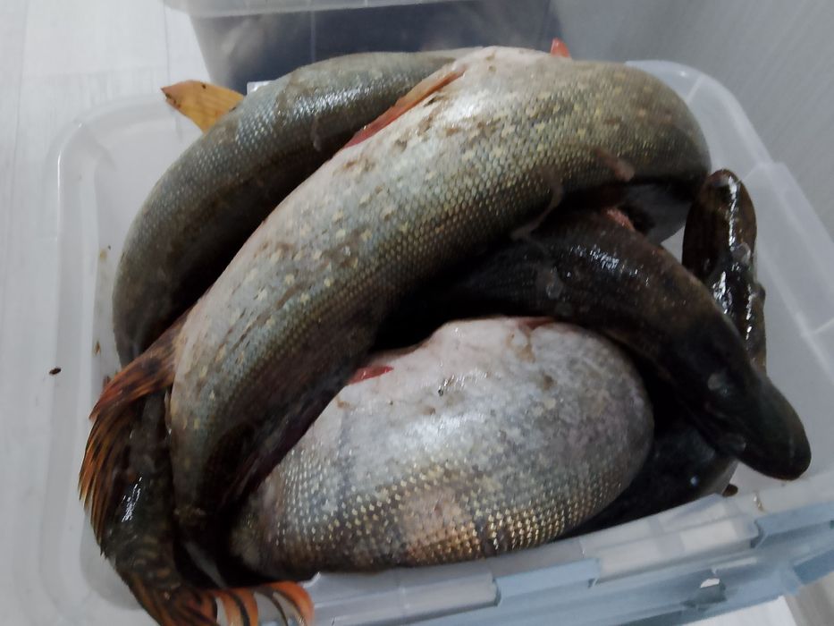 Свежая щука, район циалковского.