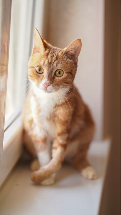 Mushukcha Rizjik uy izlayapti — Toshkent