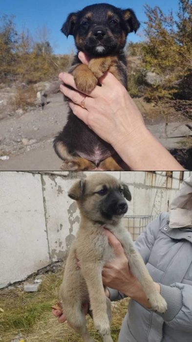 Щеночки (девочки) срочно ищут дом