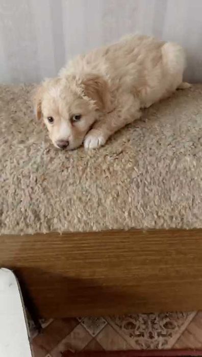 Ищем щенку хорошую семью