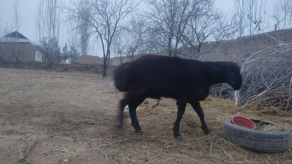 Quchqorlar zottor kelib kurib olib ketingizlar