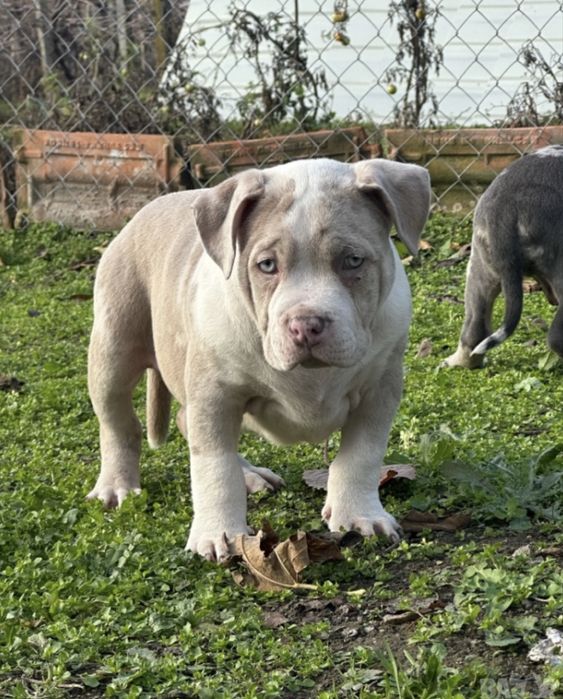 Американско Були Покет