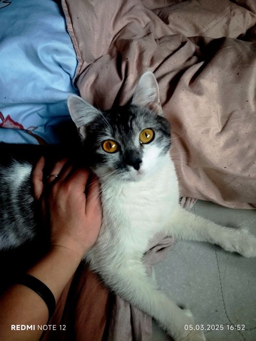 Пропала кошечка.