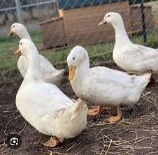 Vand oua de rata Pekin , am si 5 rate de vandut