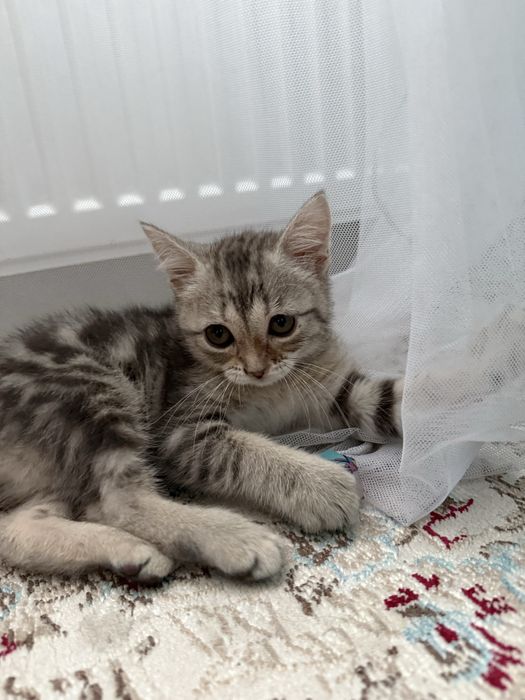 Котенок породистый, девочка