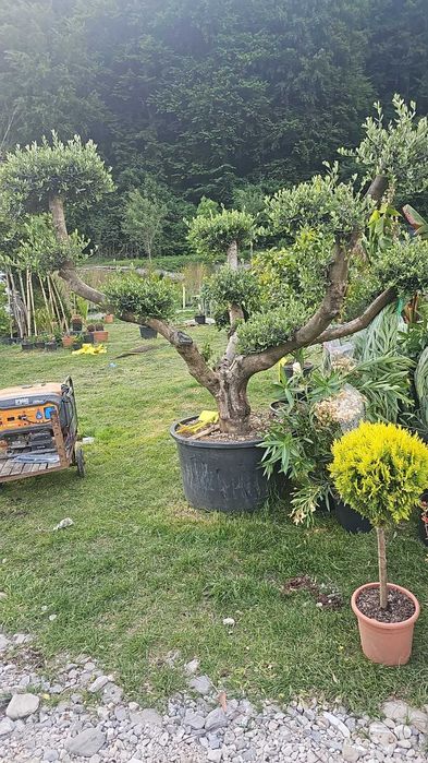 Arțar roșu japonez și alți copaci – livrare și montaj garantat