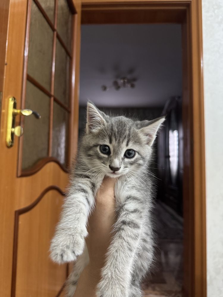 Британский прямоухий котенок