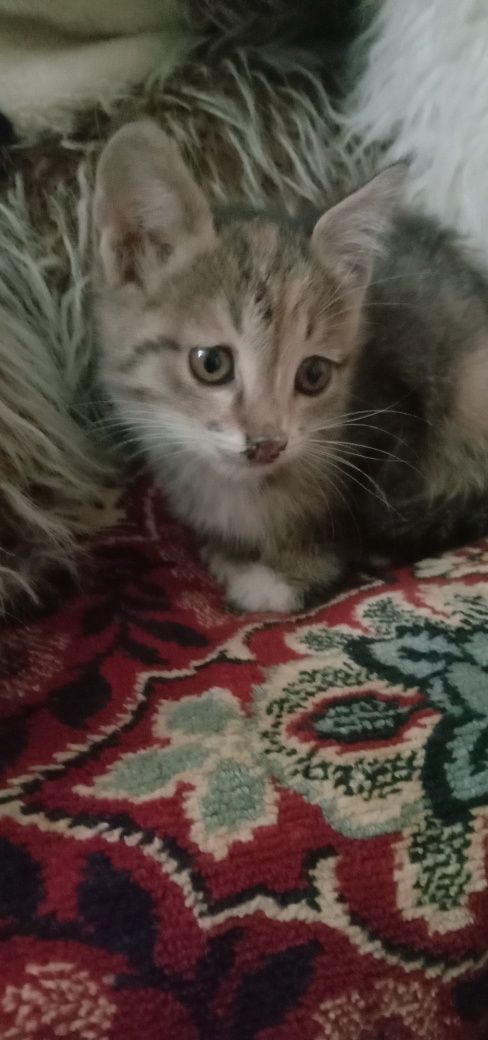 Дарю котят в хорошие руки