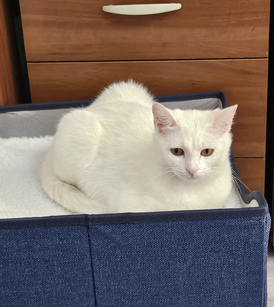 Котенок подросток ищет дом