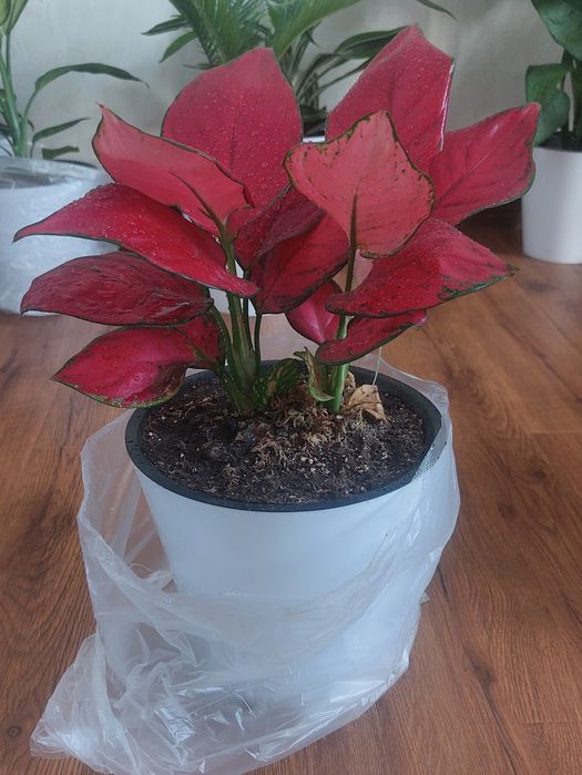 Продаю цветы Агло ред два куст.1) фото цена 80.000 2) фото цена 75.000