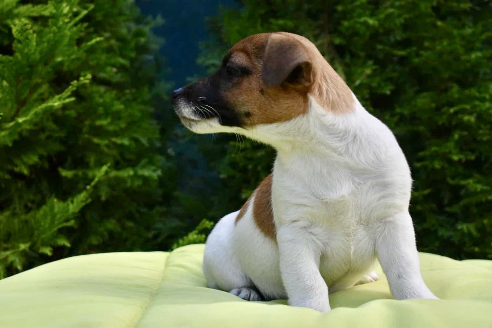 Джак ръсел териер