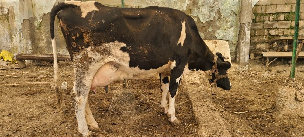 Zotli golishten Sigir sotiladi bolasi hukiz