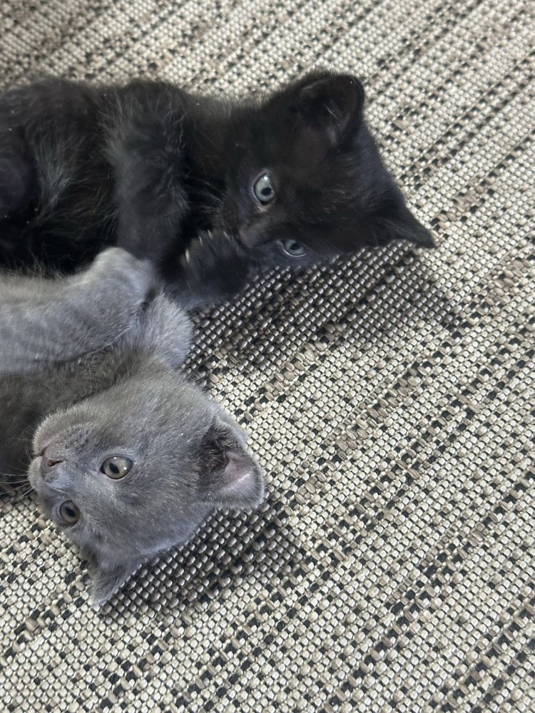 Котята 1 месяц.