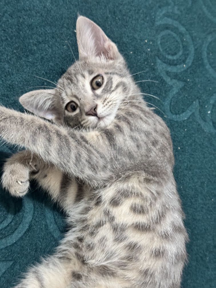 Котёнок красивый, отдам в добрые руки