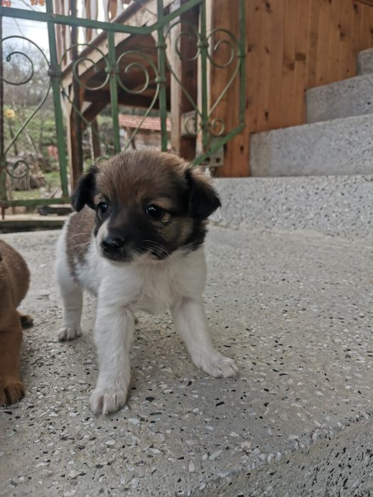 Подарявам кученца