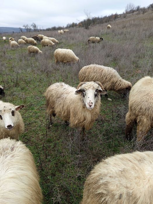 Oi de vânzare valcea
