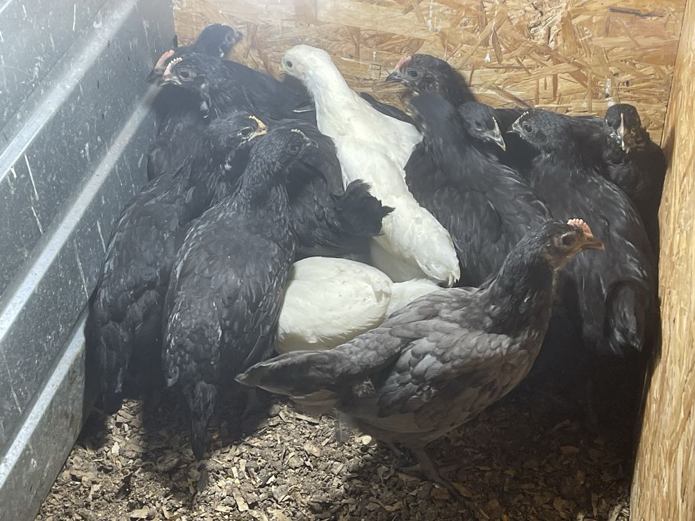 Vand pui Australorp