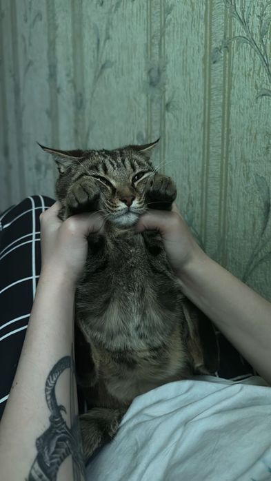 Отдам кошку в добрые руки