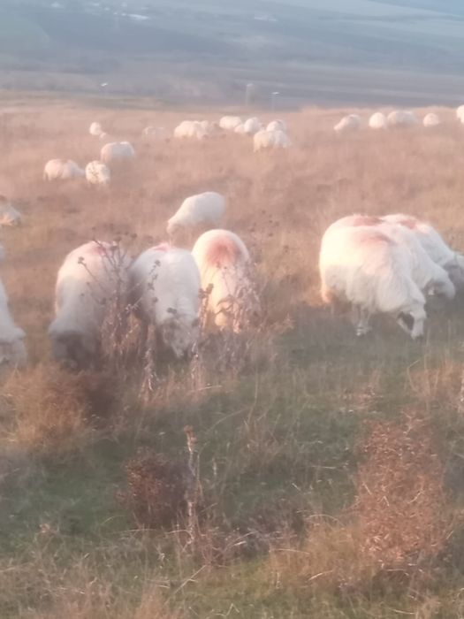 Vand 130 de oi din rasa turcana