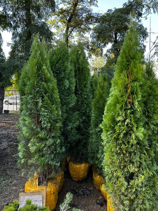 Туя смарагд саженцы от питомника звоните доставка в день заказа