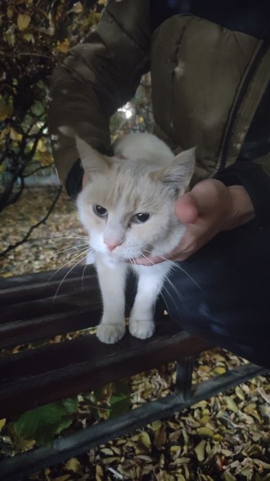 Нашли кота(мальчик) в 3 микрорайоне