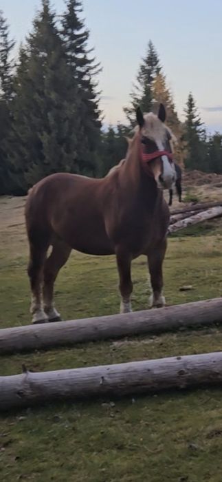 Vand cal, vârsta 6 ani. Preț: 3300€