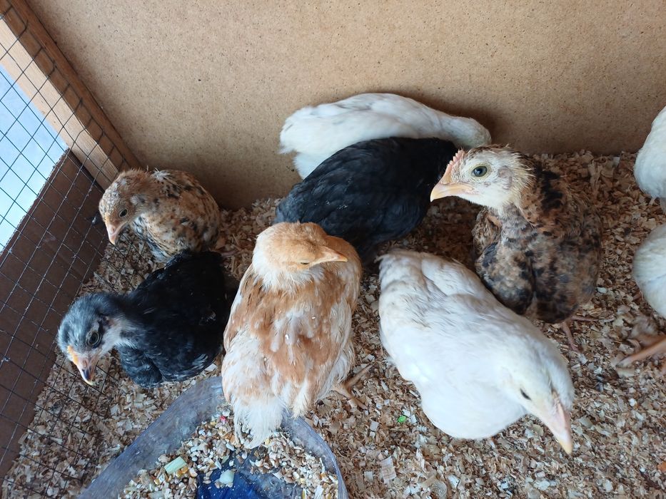 Хашакаи жужалар 9 та