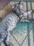 Отдам котёнка в хорошие руки