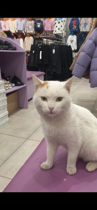 Добрый,  ласковый котик ищет себе дом.