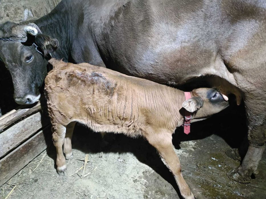 Vand vitel crescut natural