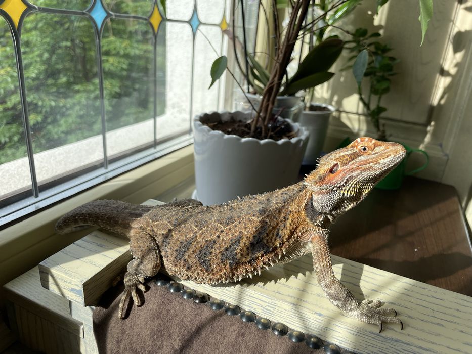 Agama cu barba adult