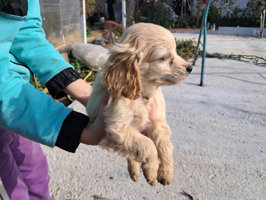 Американски Кокерчета