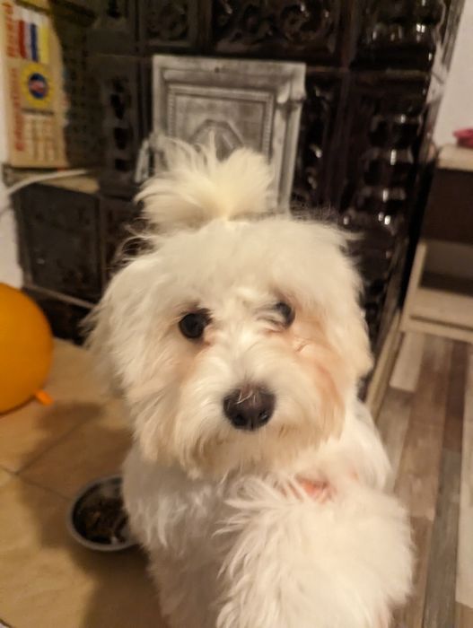 Vând bichoni capucino 400lei negociabil