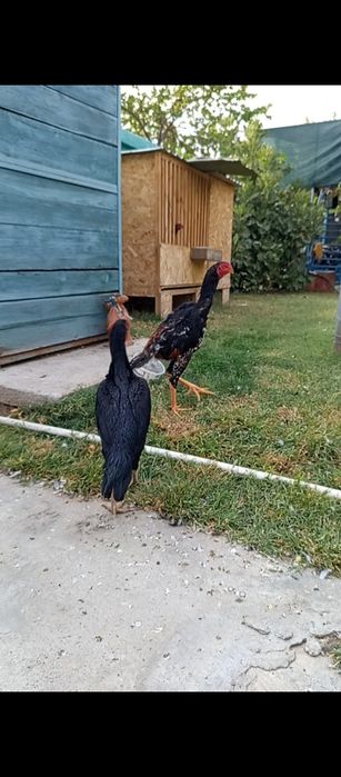 Продам дакан О Шамо,4 штуки оптом,родители и их дети