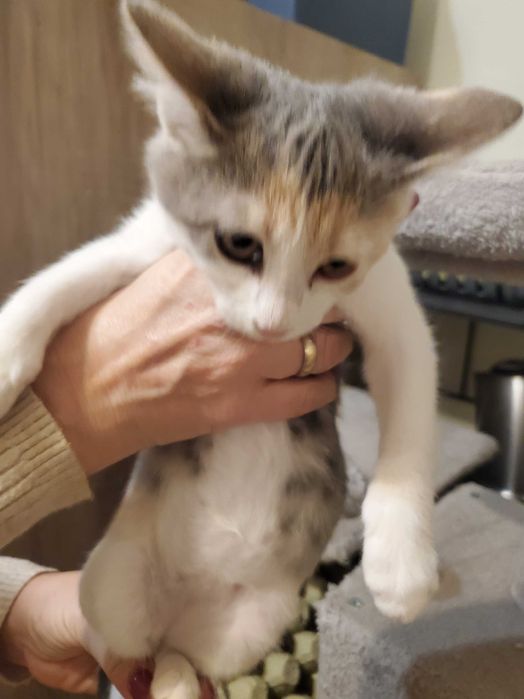 Очарователно домашне момиченце  търси любящ дом