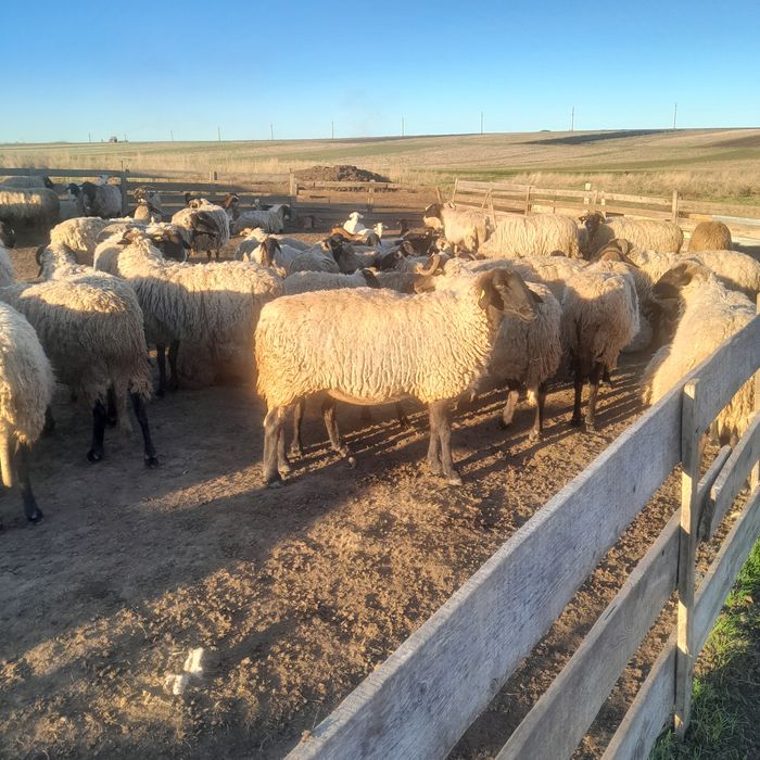 Vând 80 de oii carabase de teleorman