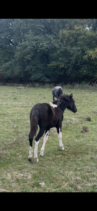 Vând 2 manji armăsari tarcati și o manza tarcată