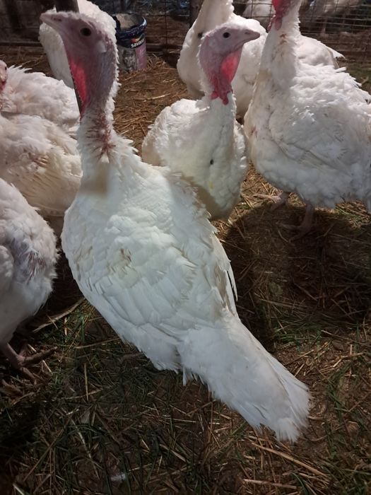 Vand curcani 10-20 kg