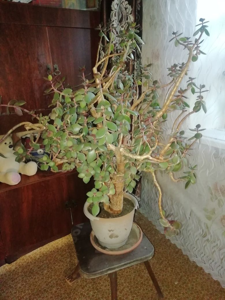 комнатные цветы.