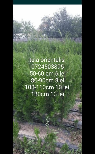 Gard viu : Tuia orientalis bună