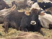 Продам Коров , Телок Молочного и Мясного направлений