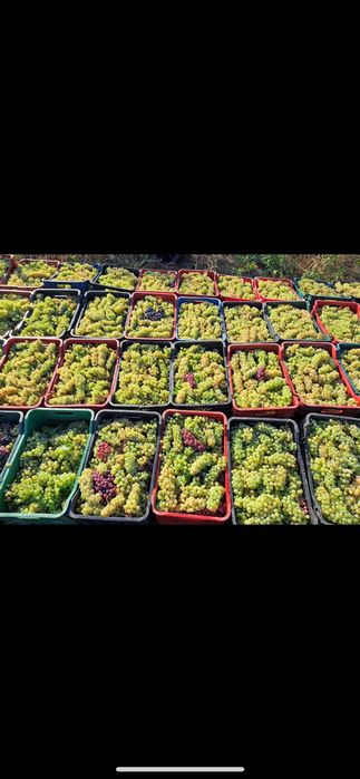 Struguri de vin la comanda