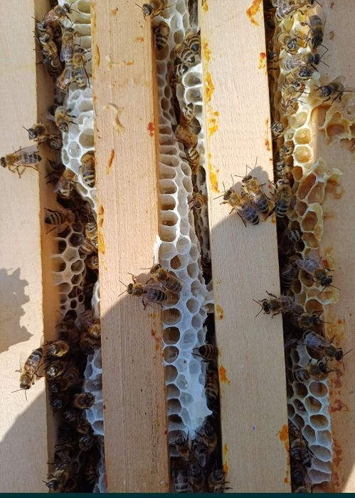 Miere naturala de albine